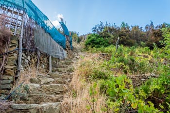 Il gran numero di gradini, Sentiero Via Beccara, Cinque Terre, Italia